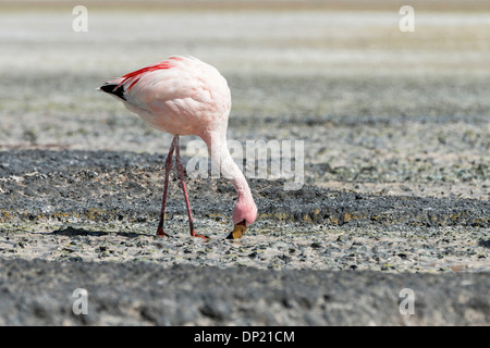 Anden Flamingo (Phoenicoparrus Andinus), Abteilung von Potosí, Bolivien Stockfoto