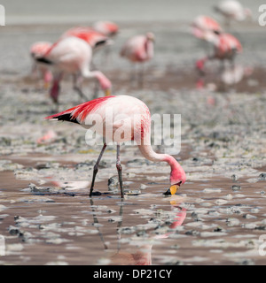 Anden Flamingos (Phoenicoparrus Andinus), Abteilung von Potosí, Bolivien Stockfoto