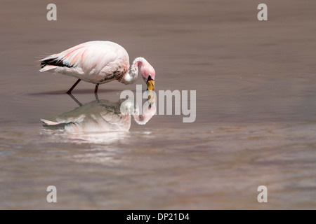 Anden Flamingo (Phoenicoparrus Andinus), Abteilung von Potosí, Bolivien Stockfoto