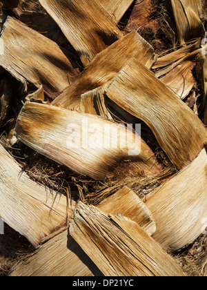 Kalifornien Fächerpalme (Washingtonia Filifera), Detailansicht der Rinde mit beschnittene Blätter, Death Valley Nationalpark Stockfoto
