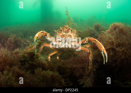 Seespinnen, Unterwasser, Swanage Pier, Stockfoto