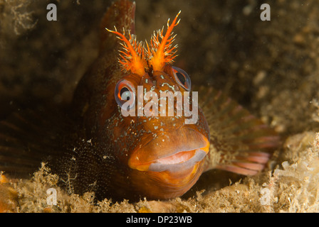 Benny, Parablennius gattorugine tompot, unter Swanage Pier Stockfoto