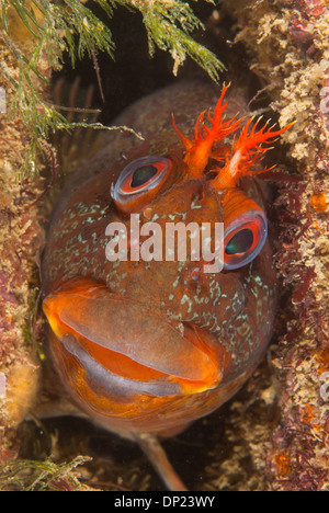 Tompot blenny Stockfoto