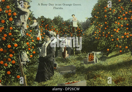 18. Mai 2006; Miami, FL, USA; Der Titel dieser Postkarte ist "A Busy Day in eine Orange Grove, Florida".  Im Center eine gut gekleidete Frau mit Hut hält und eine Orange untersucht, während andere Arbeitnehmer von Leitern holen, während in die Kamera schaut.  Auf der Rückseite heißt es die Karte der Firma H. & W.B. Drew von Jacksonville, Florida veröffentlicht wurde. Stilistisch reicht die Karte bis t Stockfoto