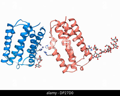 Menschlichen Interferon Beta-Molekül Stockfoto