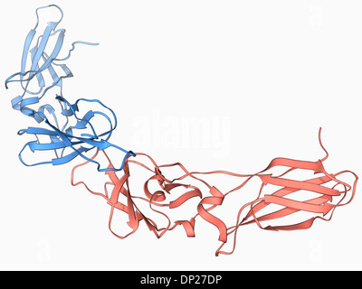 Menschliches Gewebe Faktor Molekül Stockfoto