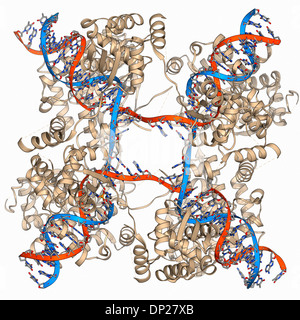 Komplexe DNA-Holliday junction Stockfoto