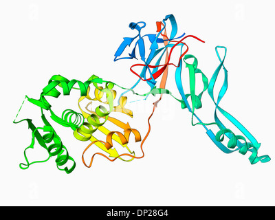 VMA-1 abgeleitete Endonuklease Molekül Stockfoto