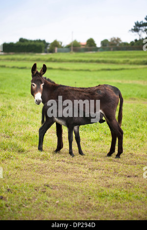 Esel füttern ihren Nachwuchs. Stockfoto