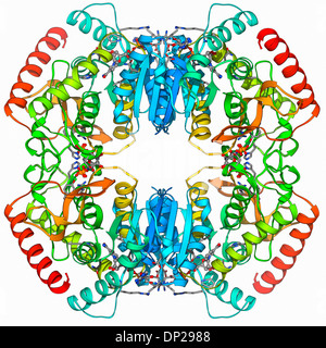 Laktat-Dehydrogenase-Enzym-Molekül Stockfoto