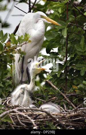 23. Mai 2006; Belle Glade, FL, USA; Lebensraum für Watvögel in The Glades schwindet mit der Bekämpfung der drei wichtigsten invasiven Bäume: australische Kiefer, brasilianischer Pfeffer und Melaleuca. Abgebildet ist ein Erwachsener Silberreiher mit seine jungen in einem Nest in einer brasilianischen Pfeffer.  Obligatorische Credit: Foto von Taylor Jones/Palm Beach Post/ZUMA Press. (©) Copyright 2006 von Palm Beach Post Stockfoto