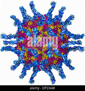 Menschlichen Polioviren, Molekülmodell Stockfoto
