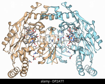 Stickoxid-Synthase Molekül Stockfoto