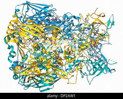 Adenovirus Hexon protein Stockfoto