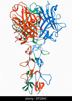 Adenovirus Faser Welle protein Stockfoto