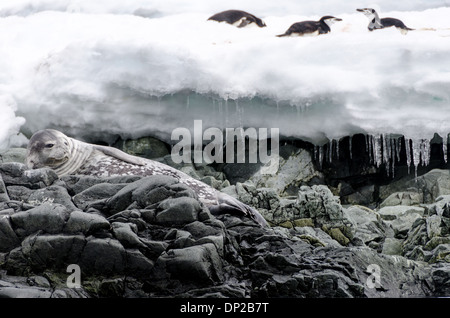 Antarktis - eine Weddell Dichtung ruht auf Felsen an der Küste bei Hydrurga Felsen auf beiden hummock Insel an der Westküste der Antarktischen Halbinsel. Im Hintergrund, rechts oben, drei Kinnriemen Pinguine liegen auf dem Eis. Stockfoto