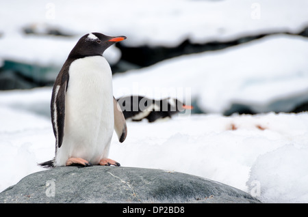 HYDRURGA ROCKS, Antarktis – Ein Gentoo-Pinguin (Pygoscelis papua) steht auf einem glatten grauen Felsen bei Hydrurga Rocks nahe Two Hummock Island auf der Antarktischen Halbinsel. Im Hintergrund können andere Pinguine auf dem Eis beobachtet werden, die das vielfältige Gelände zeigen, das diese anpassungsfähigen Vögel in ihrem antarktischen Lebensraum nutzen. Stockfoto