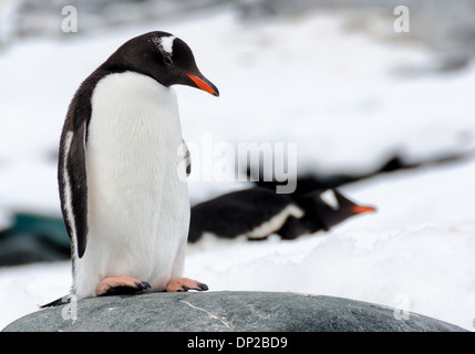 HYDRURGA ROCKS, Antarktis – Ein Gentoo-Pinguin (Pygoscelis papua) steht auf einem glatten grauen Felsen bei Hydrurga Rocks nahe Two Hummock Island auf der Antarktischen Halbinsel. Im Hintergrund können andere Pinguine auf dem Eis beobachtet werden, die das vielfältige Gelände zeigen, das diese anpassungsfähigen Vögel in ihrem antarktischen Lebensraum nutzen. Stockfoto