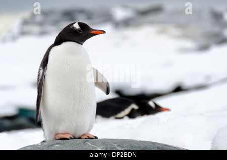 HYDRURGA ROCKS, Antarktis – Ein Gentoo-Pinguin (Pygoscelis papua) steht auf einem glatten grauen Felsen bei Hydrurga Rocks nahe Two Hummock Island auf der Antarktischen Halbinsel. Im Hintergrund können andere Pinguine auf dem Eis beobachtet werden, die das vielfältige Gelände zeigen, das diese anpassungsfähigen Vögel in ihrem antarktischen Lebensraum nutzen. Stockfoto