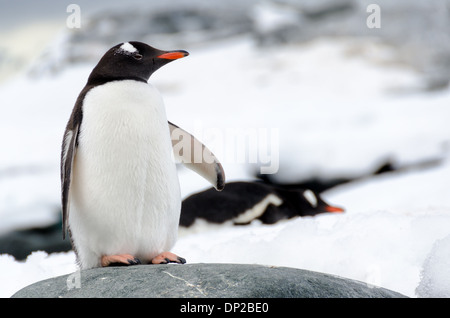 HYDRURGA ROCKS, Antarktis – Ein Gentoo-Pinguin (Pygoscelis papua) steht auf einem glatten grauen Felsen bei Hydrurga Rocks nahe Two Hummock Island auf der Antarktischen Halbinsel. Im Hintergrund können andere Pinguine auf dem Eis beobachtet werden, die das vielfältige Gelände zeigen, das diese anpassungsfähigen Vögel in ihrem antarktischen Lebensraum nutzen. Stockfoto