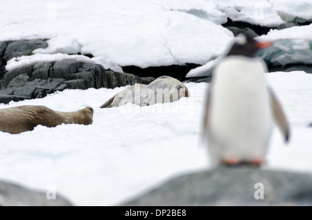 ZWEI HUMMOCK-INSELN, Antarktis – Ein Gentoo-Pinguin (Pygoscelis papua) steht wachsam auf einem Felsen im Vordergrund, während zwei Weddell-Robben (Leptonychotes weddellii) auf dem Eis im Hintergrund auf zwei Hummock Island auf der westlichen Seite der Antarktischen Halbinsel ruhen. Diese Szene zeigt die vielfältige Tierwelt und Lebensräume der antarktischen Küstenumgebung. Stockfoto