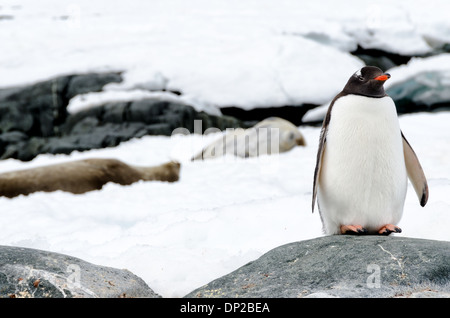 Antarktis - ein Gentoo Pinguin steht auf einem Felsen im Vordergrund, während zwei weddelrobben auf dem Eis im Hintergrund an zwei hummock Insel an der Westküste der Antarktischen Halbinsel liegen. Stockfoto