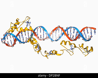 Transkriptionsfaktor und ribosomale RNA Stockfoto