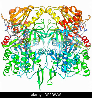 Stickoxid-Synthase Molekül Stockfoto