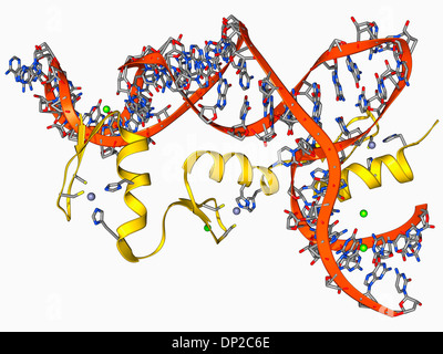 Transkriptionsfaktor und ribosomale RNA Stockfoto