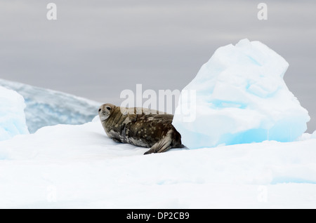 Antarktis - eine Weddell Dichtung (Leptonychotes weddellii) liegt auf einer kleinen Eisberg am Kap Herschel in der Antarktis. Stockfoto