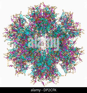 Adenovirus Penton Basis protein Stockfoto