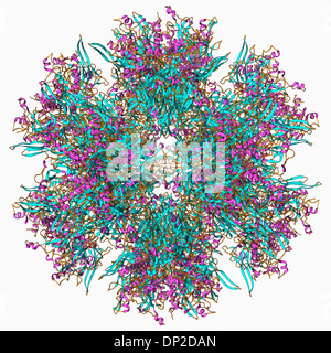 Adenovirus Penton Basis protein Stockfoto