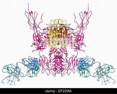 Insulin-Rezeptor-Molekül Stockfoto