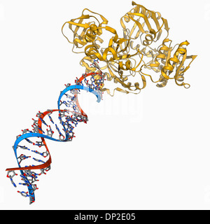 RNA-induced silencing complex Stockfoto