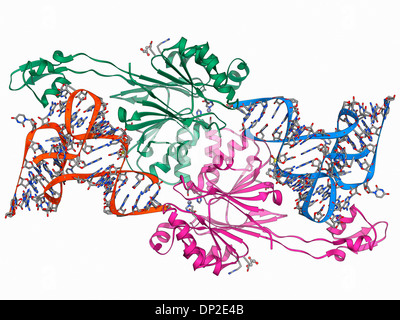 Ribonuklease Transfer RNA gebunden Stockfoto