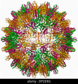 Hepatitis B-Virus-Kapsid, Molekülmodell Stockfoto