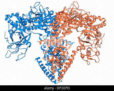 RNA-abhängige RNA-Polymerase-Molekül Stockfoto