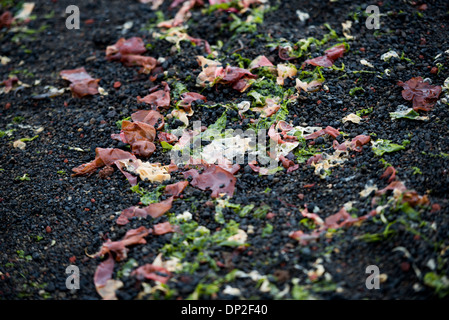 Algen, die an einem vulkanischen Strand in Whalers Bay, Deception Island, Antarktis, angespült wurden | DECEPTION ISLAND, Antarktis — Stränge von Algen liegen auf dem schwarzen vulkanischen Sand von Whalers Bay angespült, die vom Brandungswasser in Port Foster, der von der See überfluteten Caldera von Deception Island, angespült wurden. Die Bucht ist vom offenen Ozean nur durch Neptunes Bellows, eine etwa 1.640 Fuß (500 m) breite Lücke, zu erreichen, und die lokale geothermische Erwärmung in der Caldera — die entlang der Küste der nahe gelegenen Pendulum Cove rund 140 Grad Fahrenheit (60 Grad Celsius) erreicht — unterstützt ungewöhnliches Meeresleben entlang dieser Küsten. Stockfoto