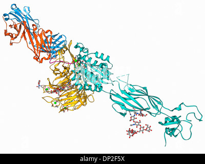 Integrin und Fibrinogen komplexes Molekül Stockfoto