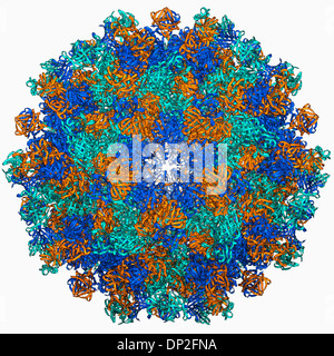 Hepatitis E Virus Kapsid, Molekülmodell Stockfoto
