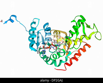 Laktat-Dehydrogenase-Enzym-Molekül Stockfoto