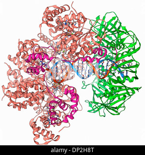 DNA-Klemme komplexiert mit DNA-Molekül Stockfoto