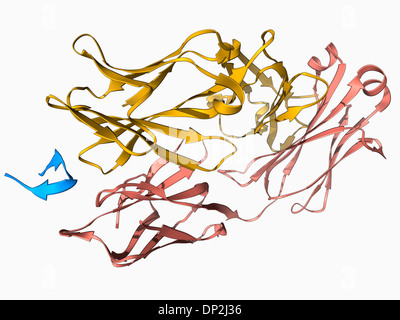 Hepatitis-C-Glykoprotein und Antikörper Stockfoto