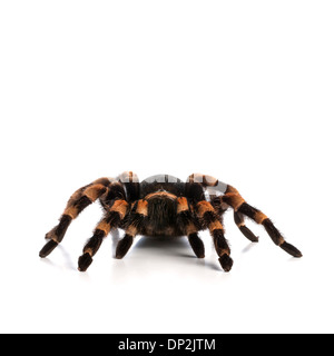 Mexican Redknee tarantula Stockfoto