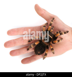 Mexican Redknee tarantula Stockfoto