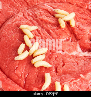 Maden im Fleisch Stockfoto