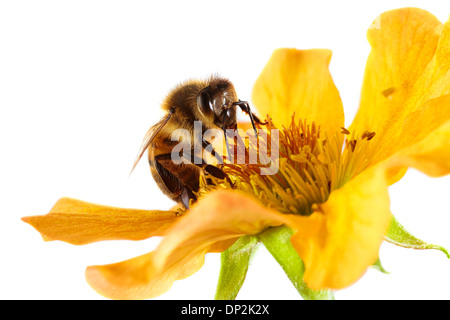 Honig Biene auf einer Blume Stockfoto