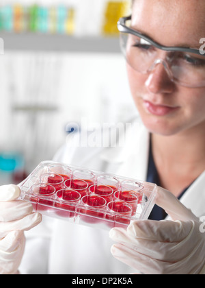 Stammzellforschung Stockfoto