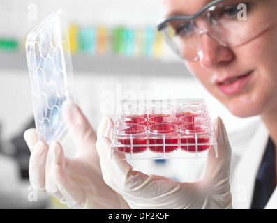 Stammzellforschung Stockfoto