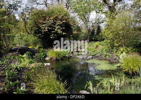 KLEINE GARTEN-TEICH IN EINEN ENGLISCHEN LANDSCHAFTSGARTEN. Stockfoto